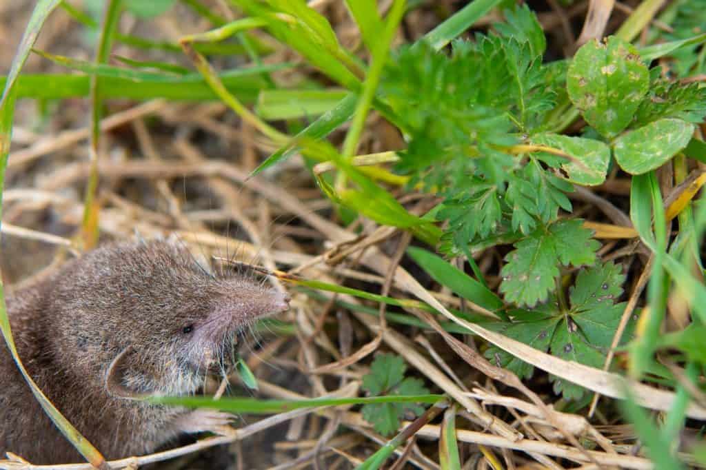shrew small rodent hiding under plants and grass in a field in northern spain. it has an elongated nose.