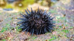 Sea urchin (Landak laut, bulu babi). About 950 species of sea urchin are distributed on the seabeds of every ocean