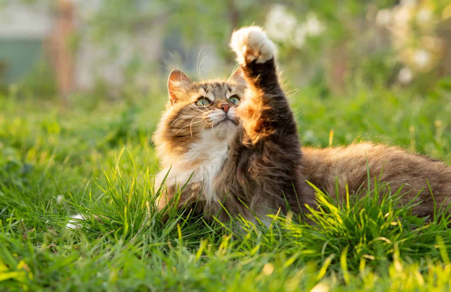 summer portrait of a fluffy Siberian red cat walking on nature in garden on background of green grass