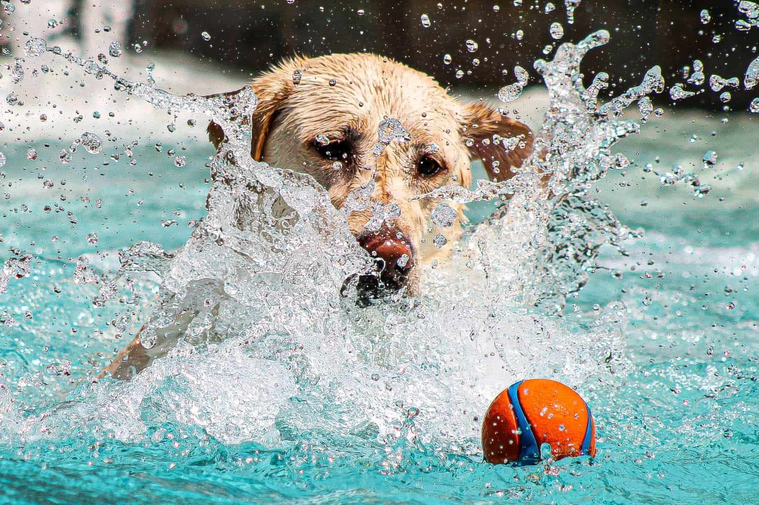 A labrador retriever splashes water around during a fun outing to the pool. This female lab loves swimming and fetching her toys.