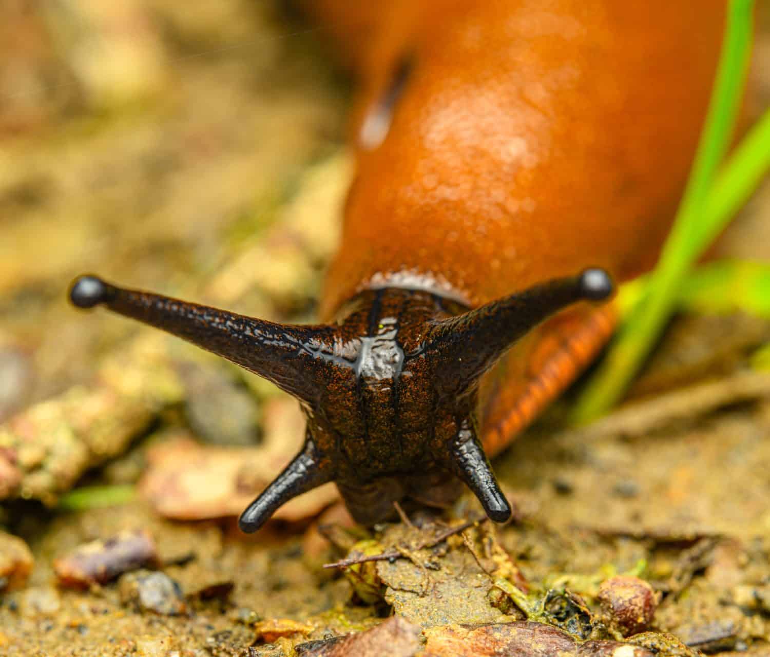 Spanish slug (Arion vulgaris) head detail