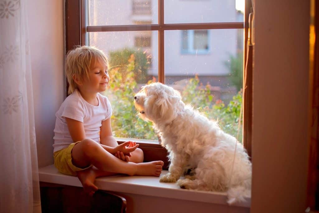 Cute toddler child, sitting with pet dog on the window on sunset at home