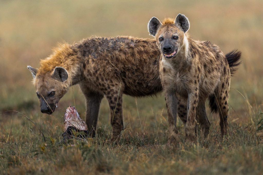 Couple of hyena in Masai Mara