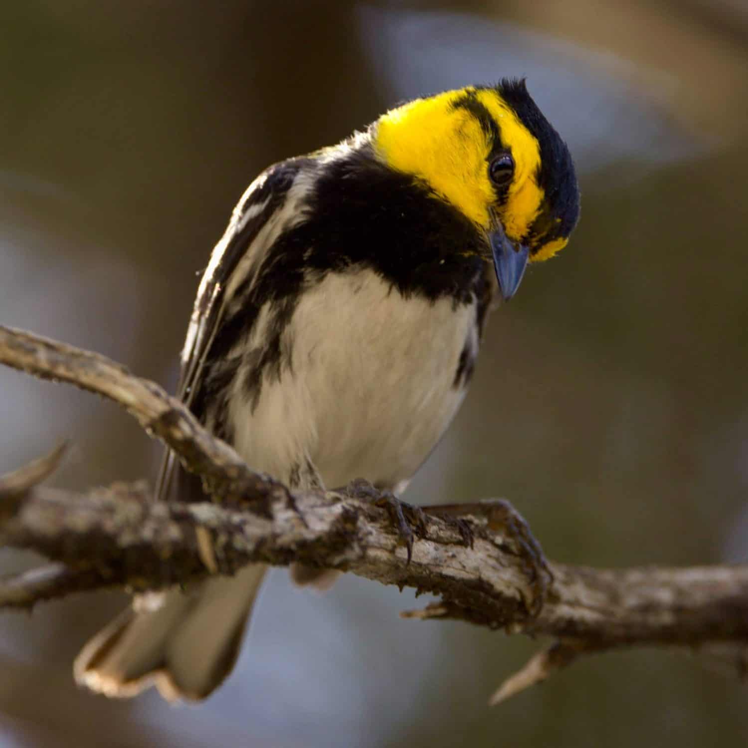 A vibrant Golden-cheeked Warbler on a branch
