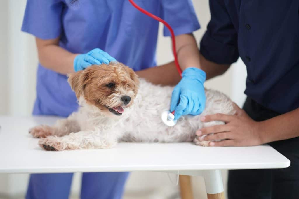 A sad little puppy had his annual checkup at the veterinarian's clinic. Veterinarian bandages the paws of a Shih Tzu dog.
