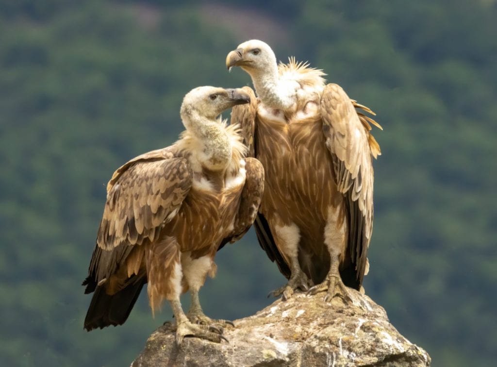 Griffon Vulture (Gyps fulvus) on feeding station