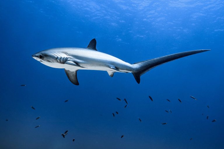 Thresher sharks are carnivorous and primarily feed on small fish and squid. They use their tails to herd their prey and then strike them with their tails.