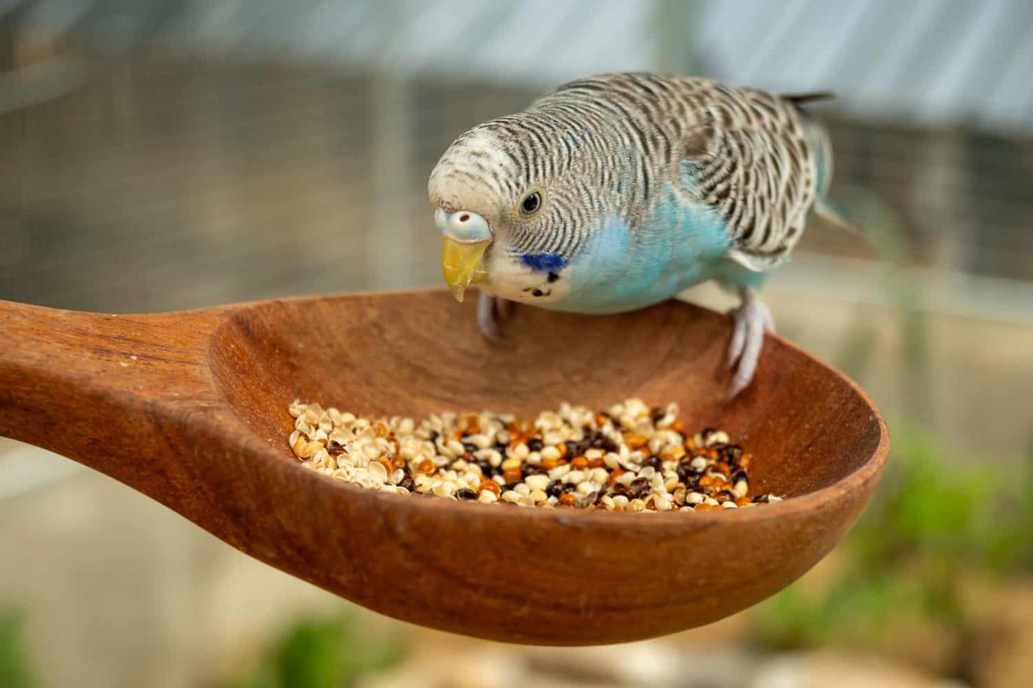 Parrots eat food in the morning. Raising parrots in Thailand.