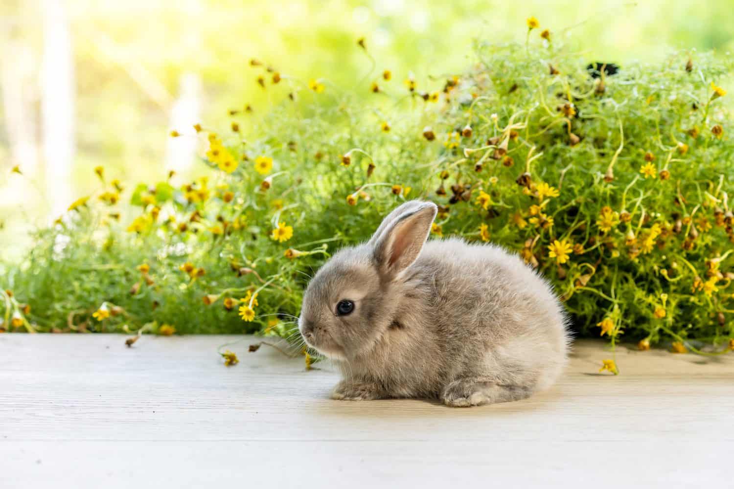 Healthy Lovely bunny easter fluffy grey rabbit, newborn baby rabbit on wood table with flower green background. Close - up of a rabbit. Symbol of easter day