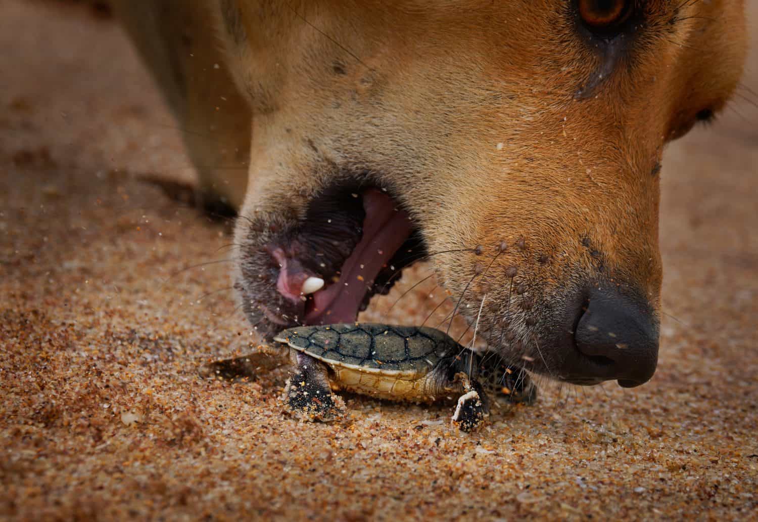 Green sea turtle Chelonia mydas also black (sea) turtle or Pacific green turtle, sea turtle in Cheloniidae. new born hatchling running to the sea, attack of predators.