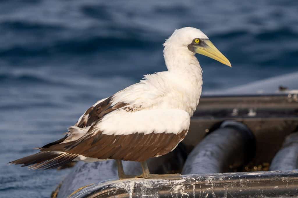 Masked booby (Sula dactylatra),ormasked gannet or the blue-faced booby close up