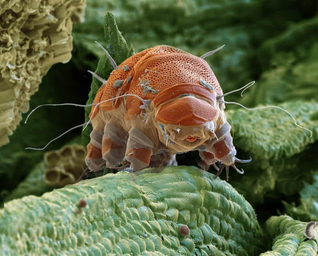 High-resolution image of a fascinating tardigrade, also known as a water bear, magnified to showcase its intricate details and natural habitat.