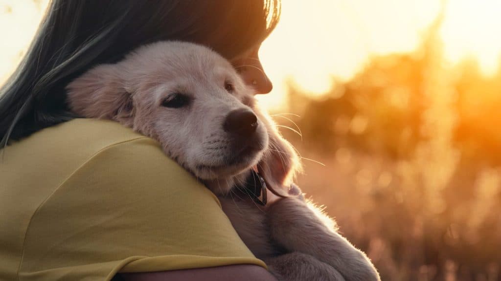 Baby golden retriever puppy touching nose of its owner with love. Happy dog spending good time on nature countryside background. Cute doggy. Hunting breed. High quality