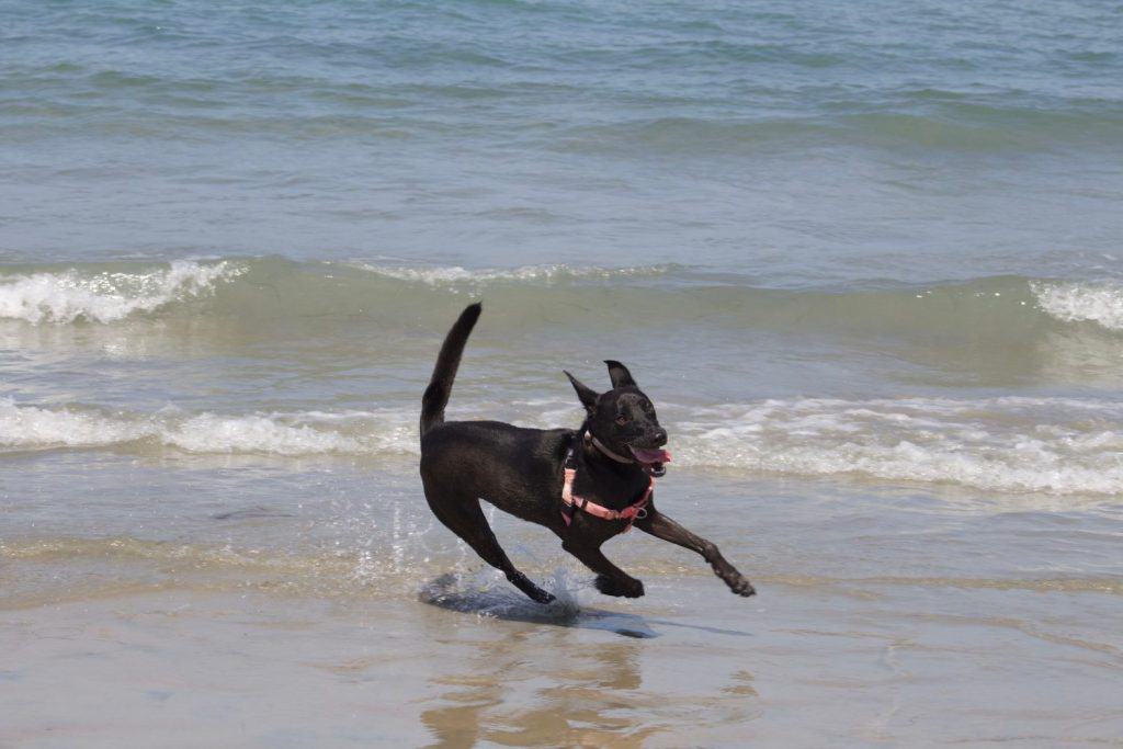 Black German Shepherd-Pit Bull mix dog with the zoomies at Ocean Beach Dog Beach