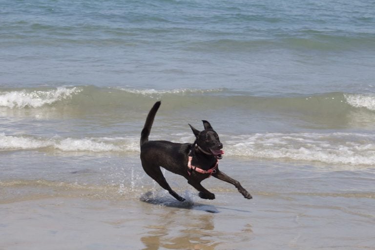 Black German Shepherd-Pit Bull mix dog with the zoomies at Ocean Beach Dog Beach