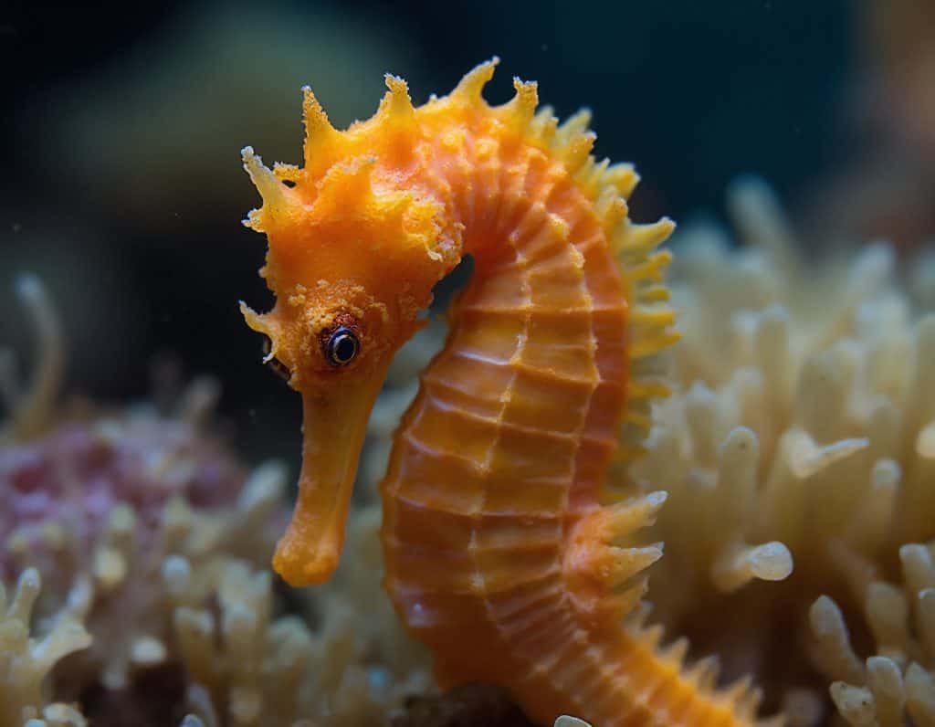 vibrant seahorse clinging to coral