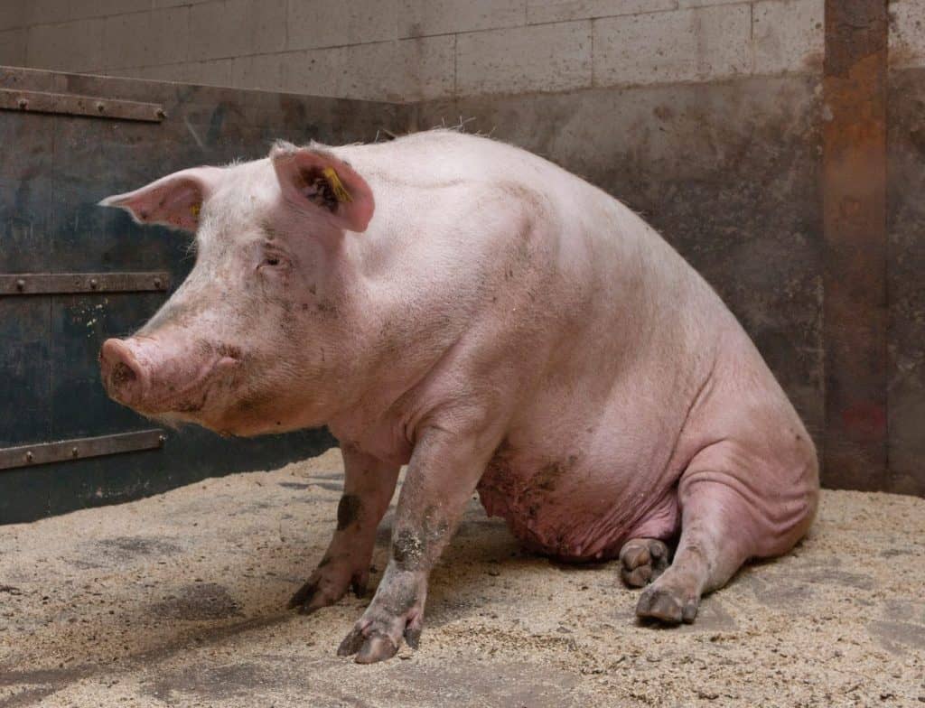 Sitting pig. Pigs in stable. Farming. Meat production,