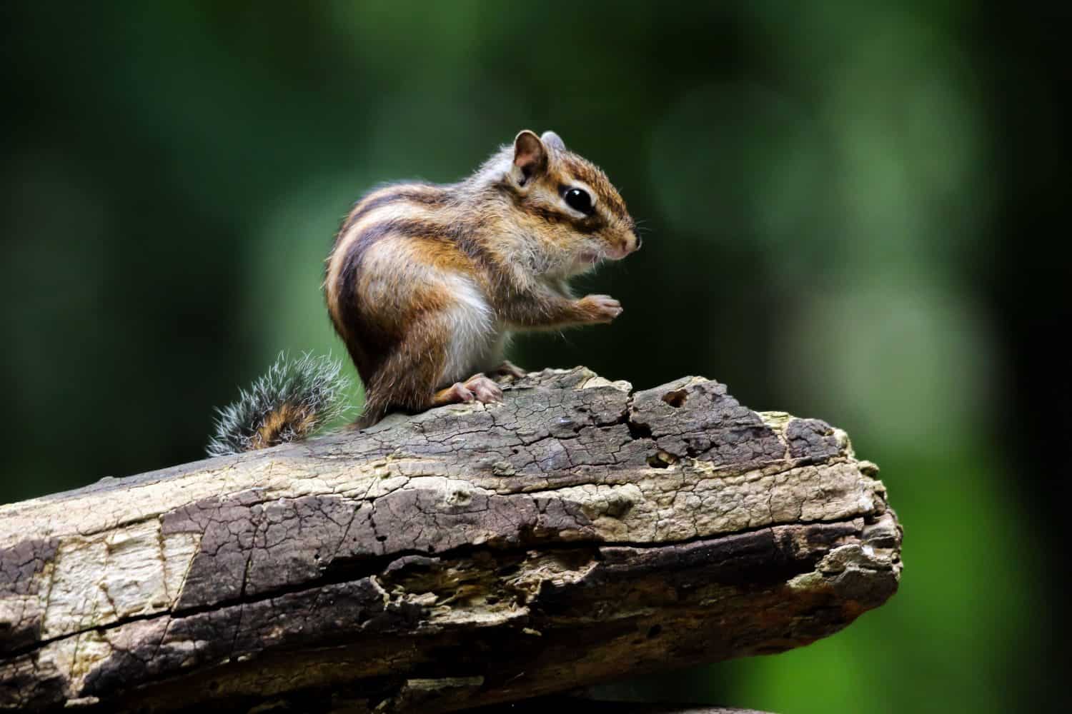 A closeup of a chipmunk perched on a tree trunk