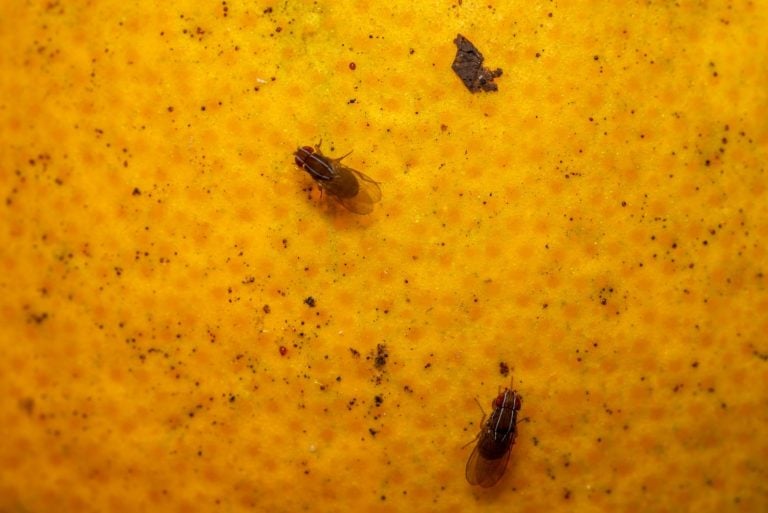 The fruit fly, also called Ceratitis Capitata, is a small fly that causes great damage on stone fruit, pome fruit, citrus fruits and numerous other fruit plants.