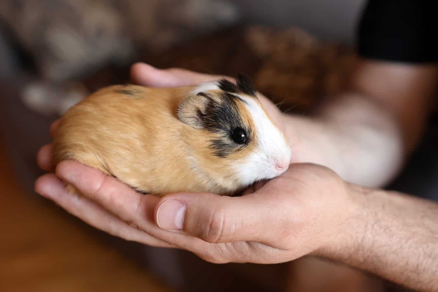 Photo inspiration: 5 Signs Your Guinea Pig Is Stressed Out Photo Inspiration