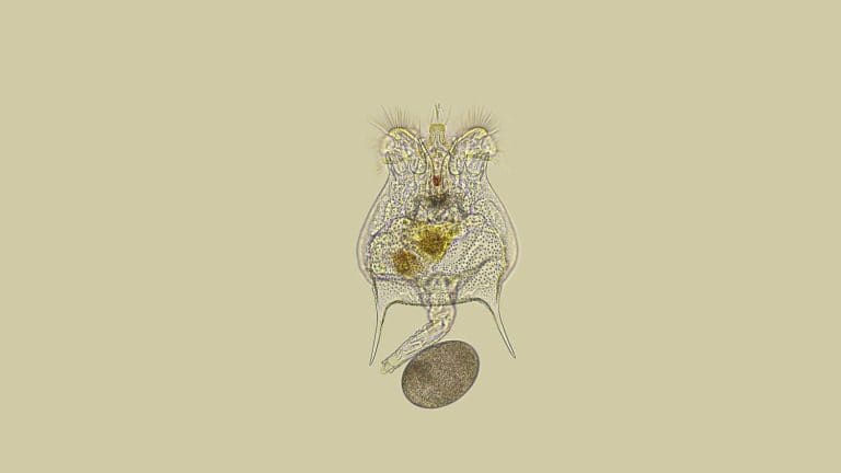 Rotifera Brachionus sp. under a microscope, of the family Brachionidae, order Ploima, planktonic, lives in fresh and brackish water, withstands drought, in the foto, a female with an egg.