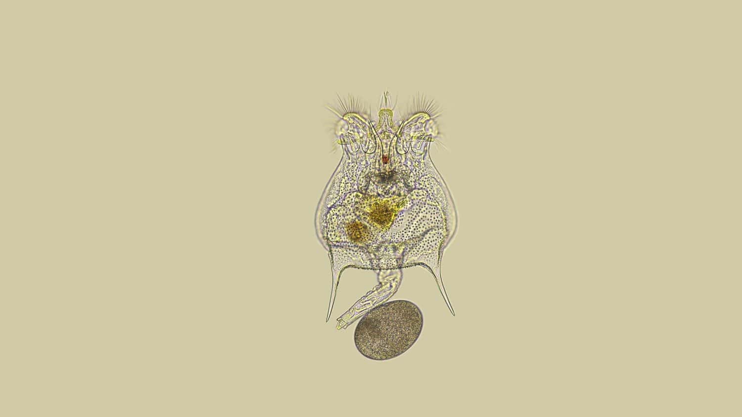 Rotifera Brachionus sp. under a microscope, of the family Brachionidae, order Ploima, planktonic, lives in fresh and brackish water, withstands drought, in the foto, a female with an egg.