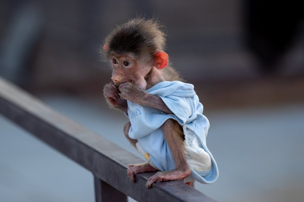 An infant monkey wearing a diaper and dress is a delightful sight. These young monkeys cling to their mothers for survival, showcasing the strong bond and dependency in their early life stages.