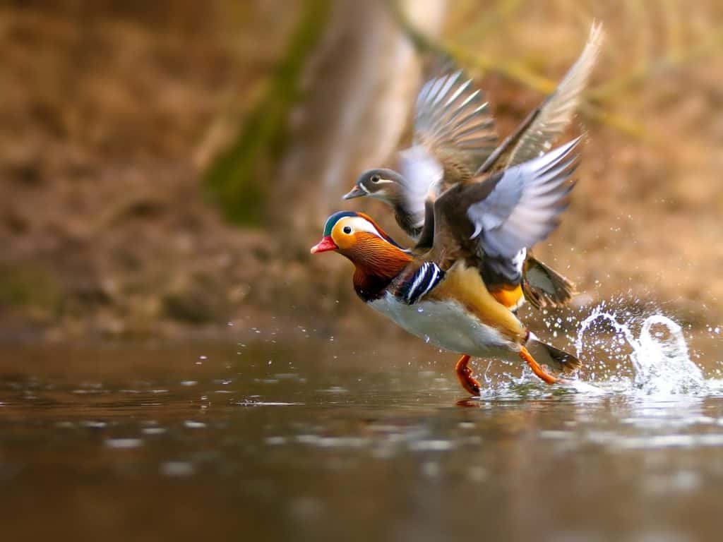 Colorful ducks take off. Animal and birds love. Mandarin duck (Aix galericulata) male and female on the river. Beautiful lovely scene from nature with exotic birds. Ducks in flight.
