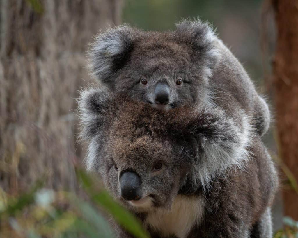 Mother koala carrying baby koala on its back