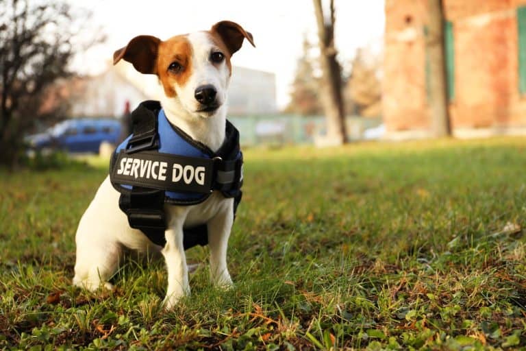 Cute Jack Russell Terrier wearing service dog vest outdoors, space for text