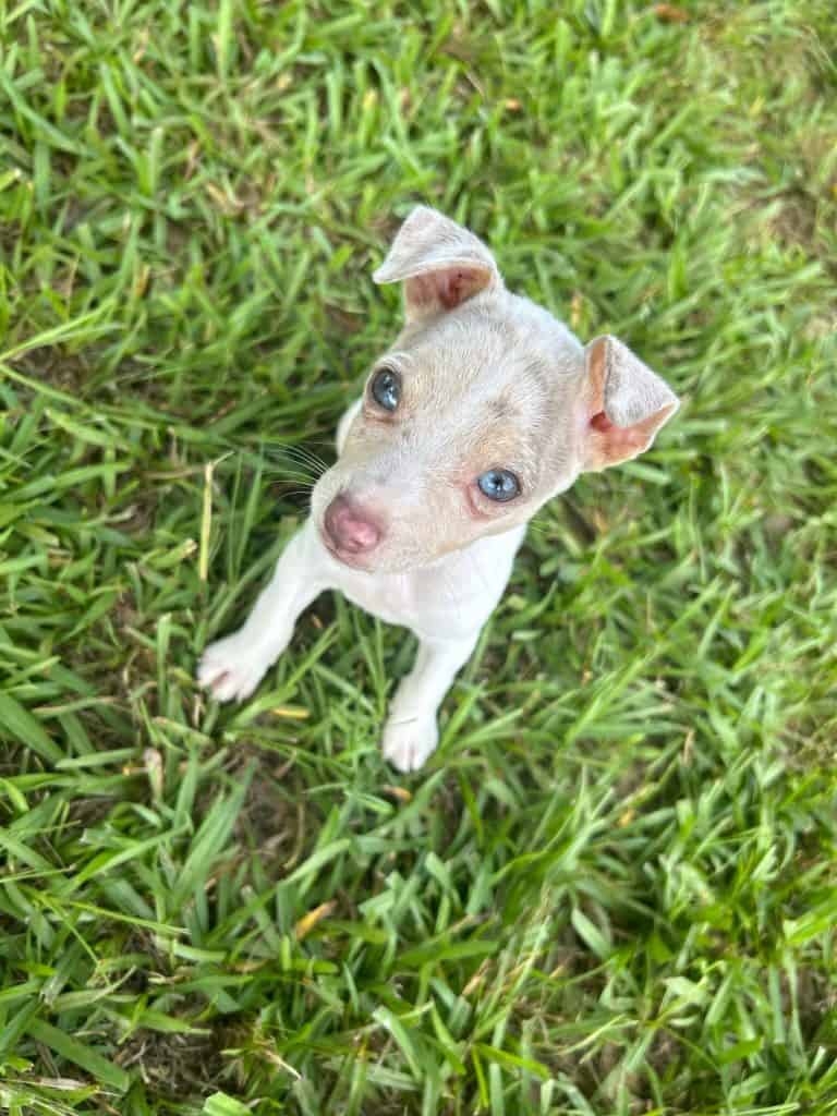 Mountain Feist puppy in grass