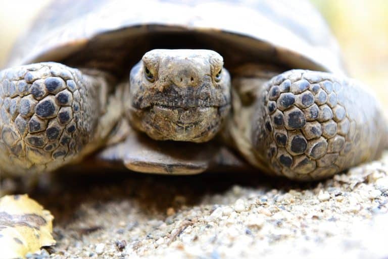 Tortoise Close-up: Intense gaze of a tortoise, detailed texture on its face and shell, captured in natural light, ideal for wildlife enthusiasts.