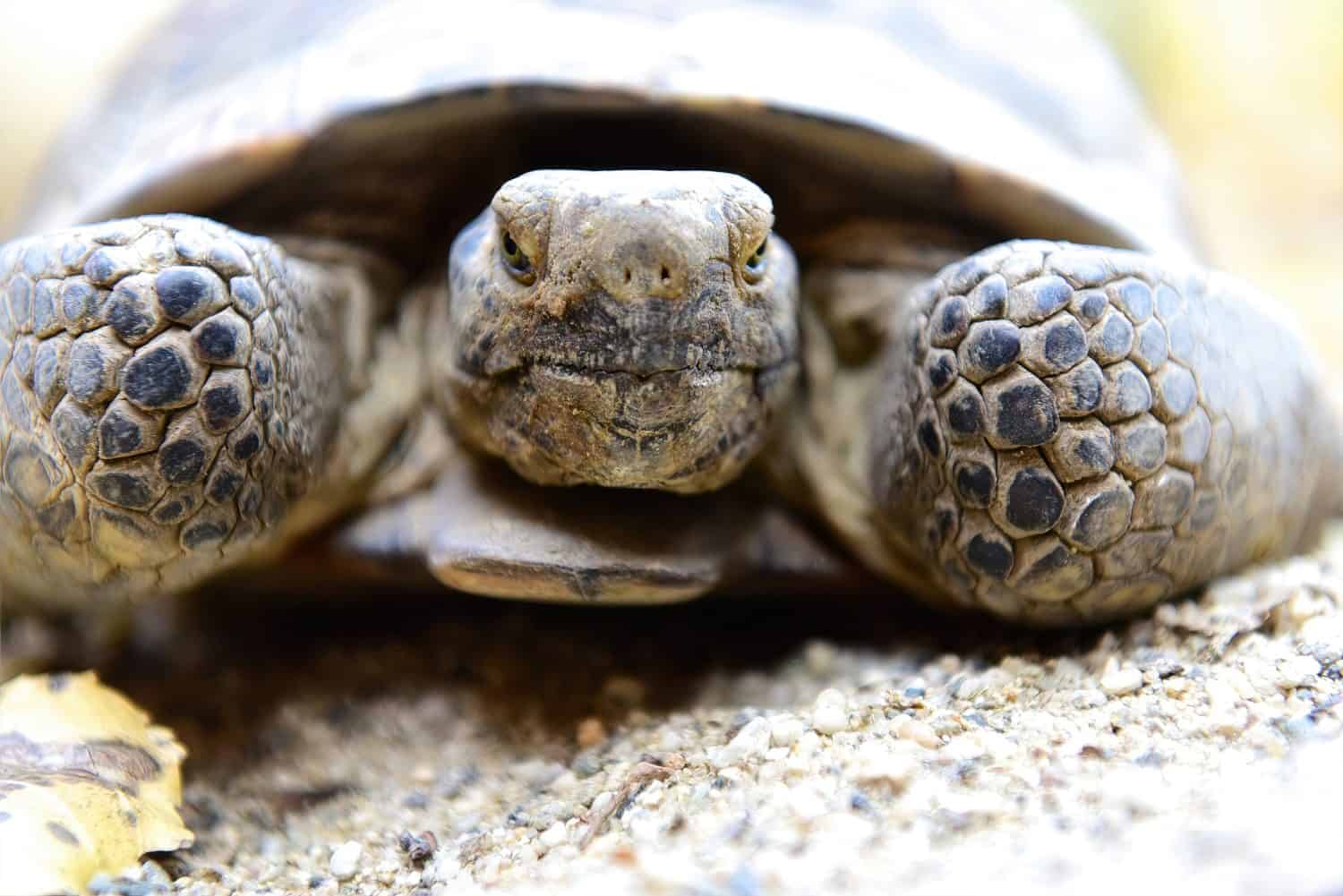 Tortoise Close-up: Intense gaze of a tortoise, detailed texture on its face and shell, captured in natural light, ideal for wildlife enthusiasts.
