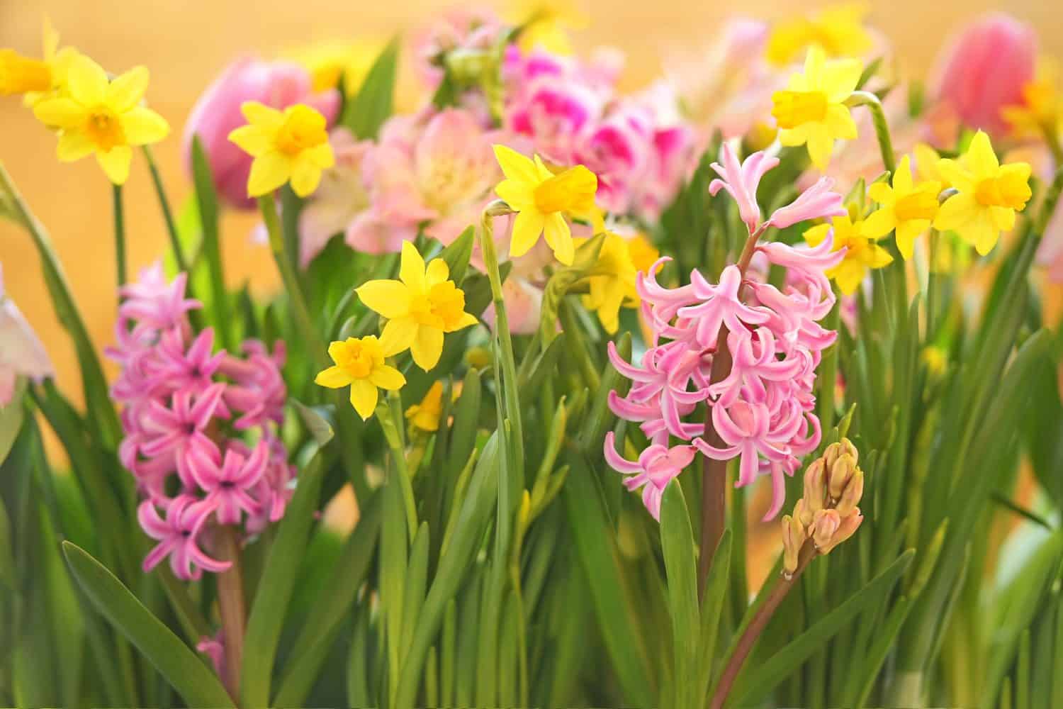 Blossoming white and light yellow daffodils, pink hyacinths and spring flowers festive background, bright springtime bouquet floral card, selective focus, shallow DOF