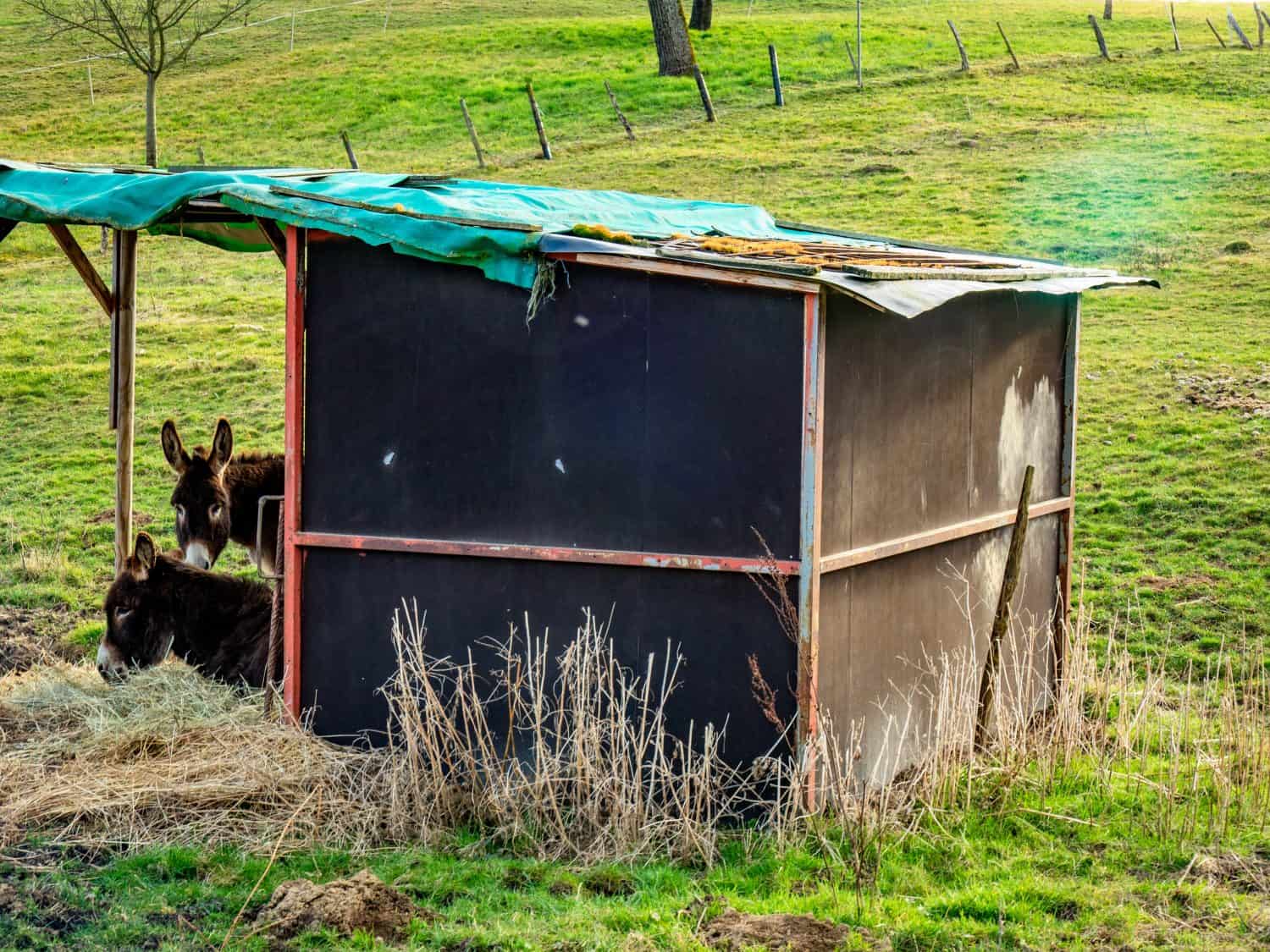 Young donkeys in the barn and on the pasture