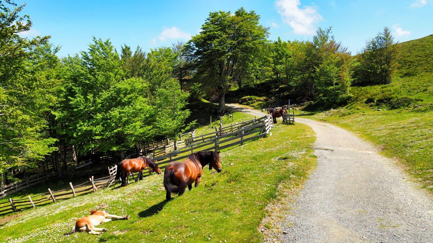 free-grazing horses on the road in the first stage of the Camino de Santiago in the Pyrenees from Saint Jean Pied de Port to Roncesvalles