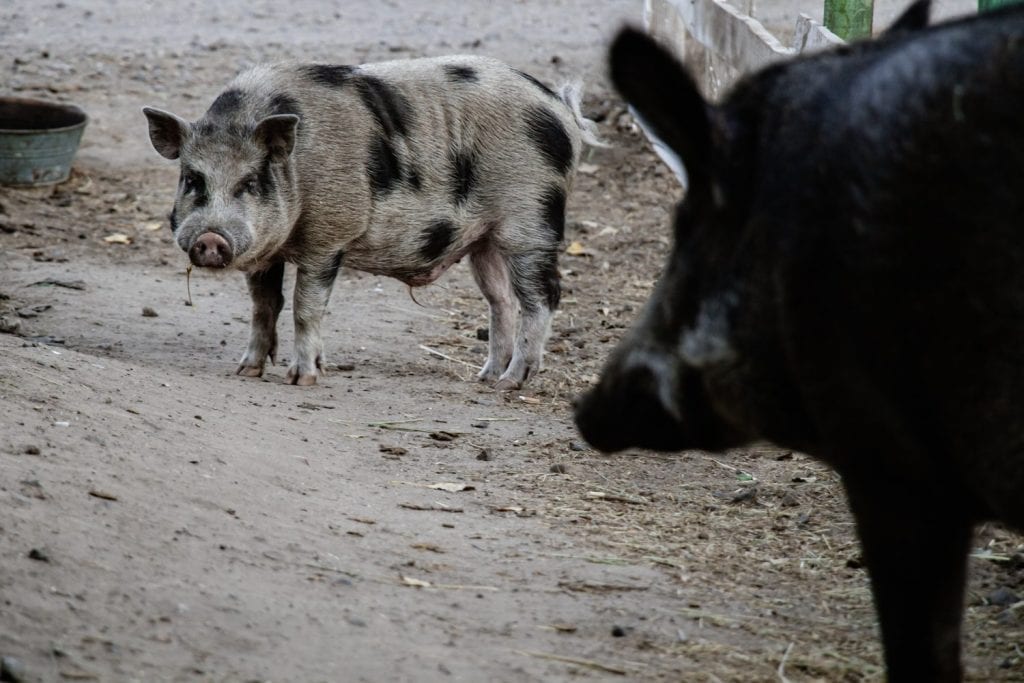 Rustic Scene with Pig and Boar Interaction