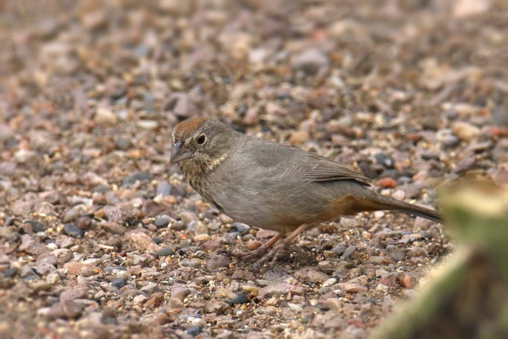 Canyon Towhee (melozone fusca) foraging on the ground