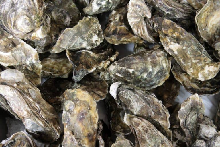 Oysters. Live in the shell Oysters. Oysters for sale at a Seafood Market. Fresh caught. Raw fresh oysters. Fresh seafood. Food. Cooking. People around the world eat these guys. Wild Animals. Seafood.