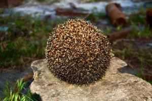 A small hedgehog curls up into a tight ball, its spines creating a protective shield. This adorable defense mechanism allows it to stay safe in the wild, blending into nature’s quiet beauty.
