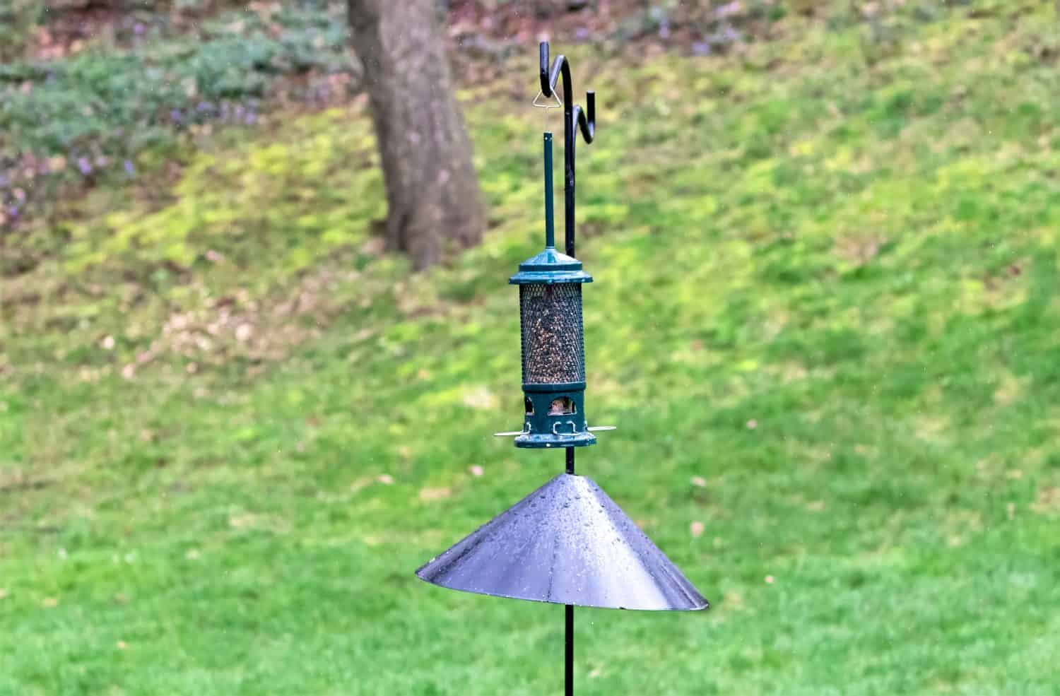 Bird Feeder and a squirrel baffle on a pole in a backyard in the Spring.