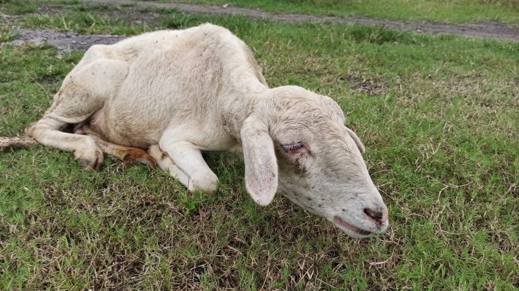 Sick goat trying to eat grass