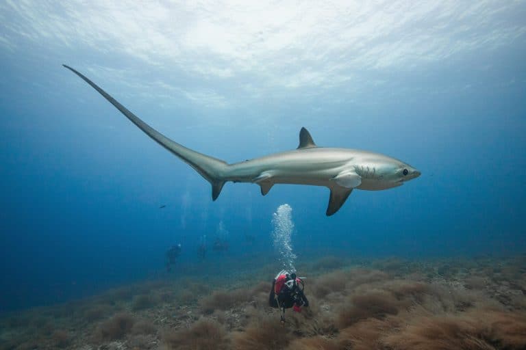Thresher shark in malapascua island