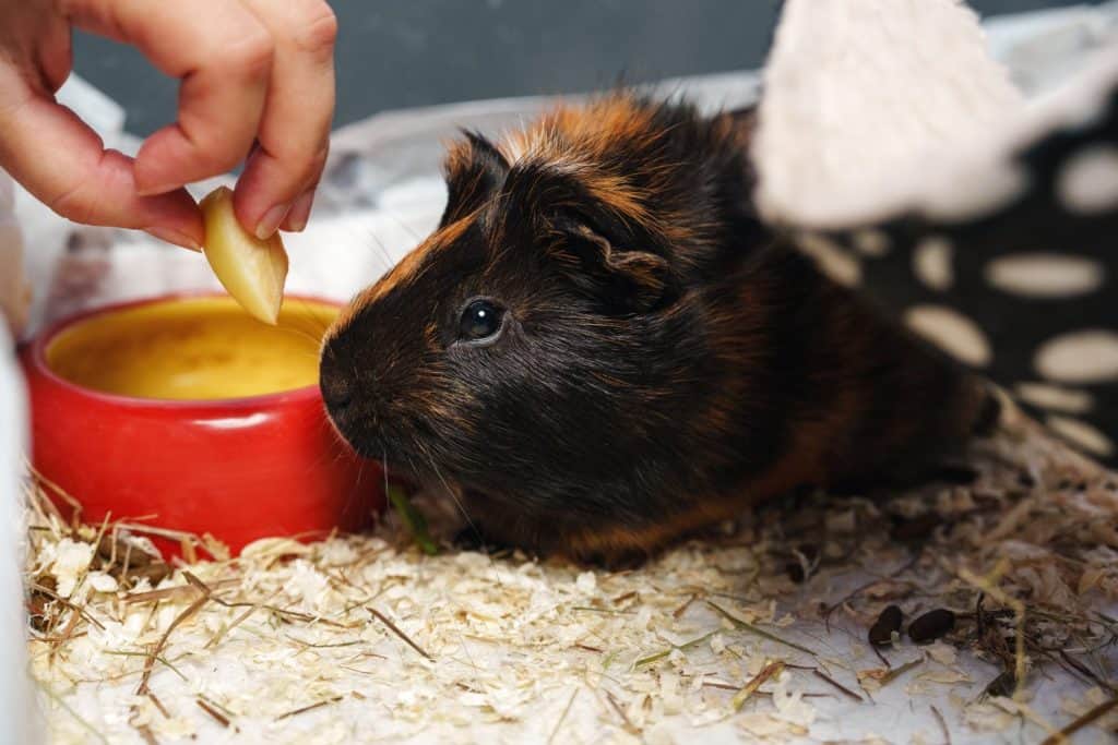 Guinea pig enjoying a snack at home in a cozy environment with bedding and a food dish
