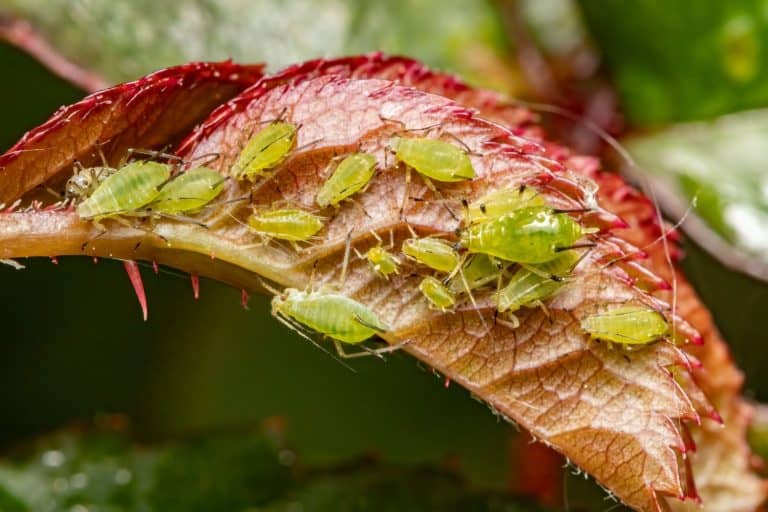 Close-up of green aphids on a red leaf, showcasing detailed textures and vibrant colors in a natural setting.