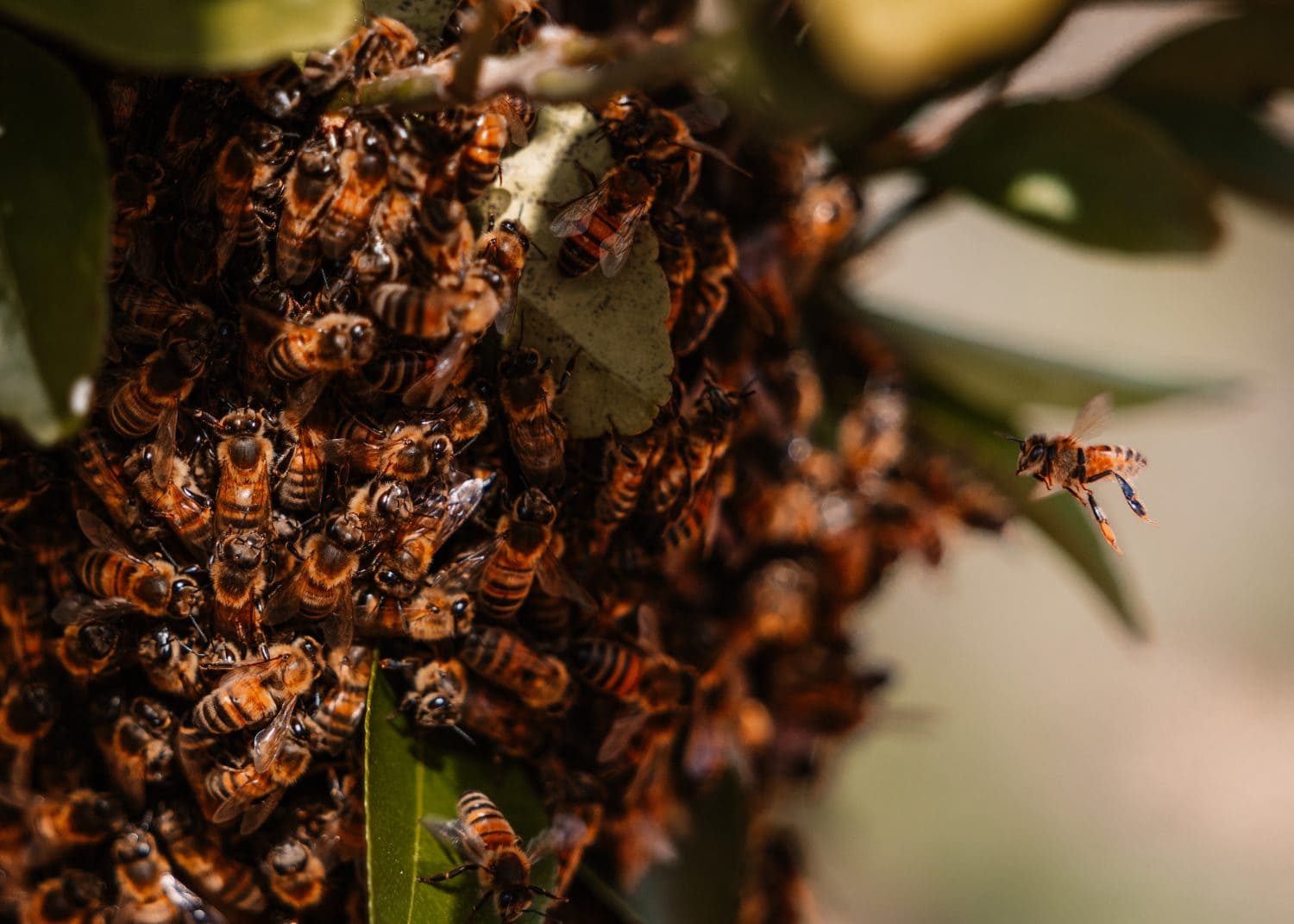 Honey Bees Swarm on bush at farm 