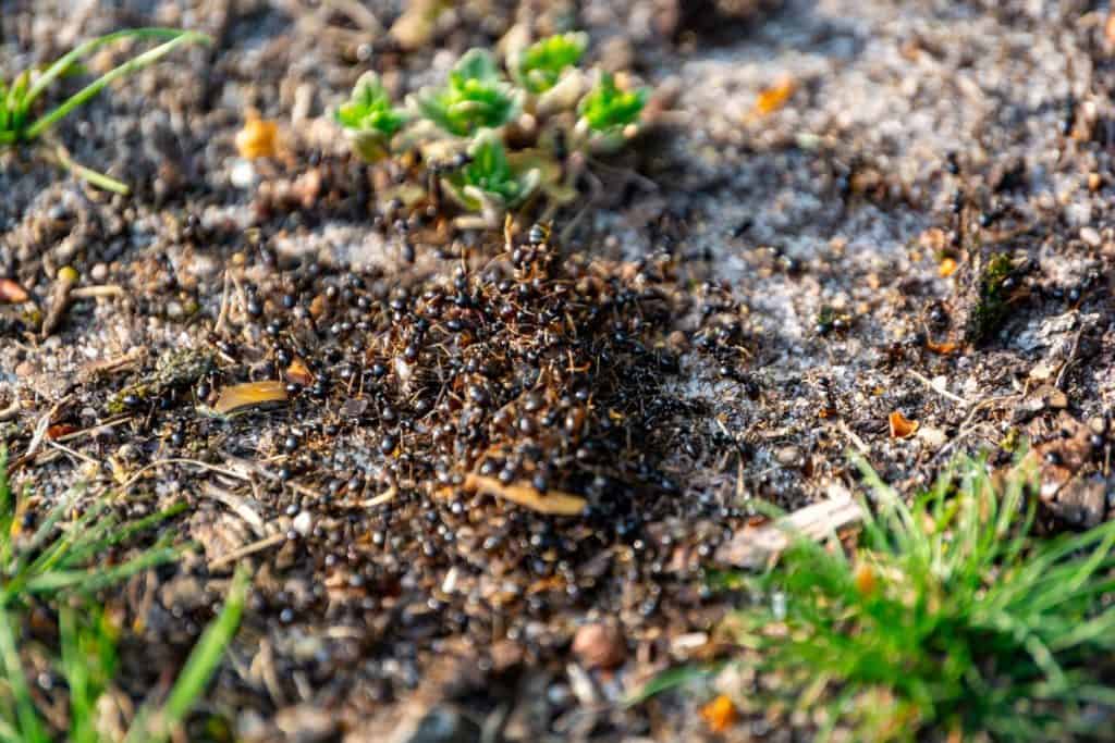 Close-up view of an ant colony entrance in the soil, illustrating collaboration, persistence, and natural organization. The earthy texture and surrounding greenery convey resilience and harmony.
