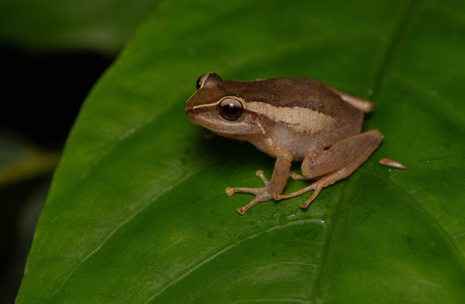 Common Coqu&iacute; frog on aleaf. Endemic tree frog to Puerto Rico 