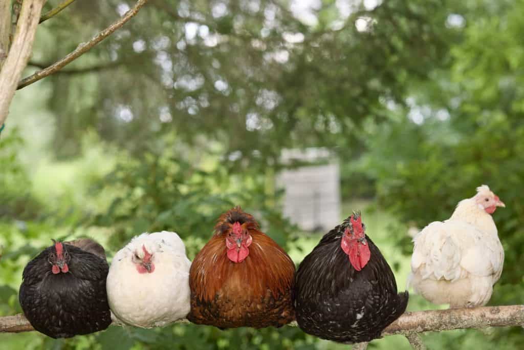 Five chickens of various colors are perched together in a row on a rustic tree branch. This diverse flock of black, white, and brown hens sits against a natural, out-of-focus green background.