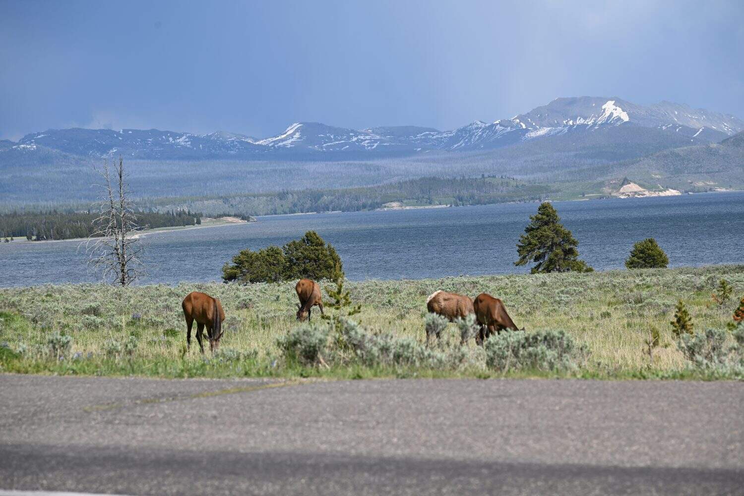 Elk grazing the west thumb of Yellowstone lake